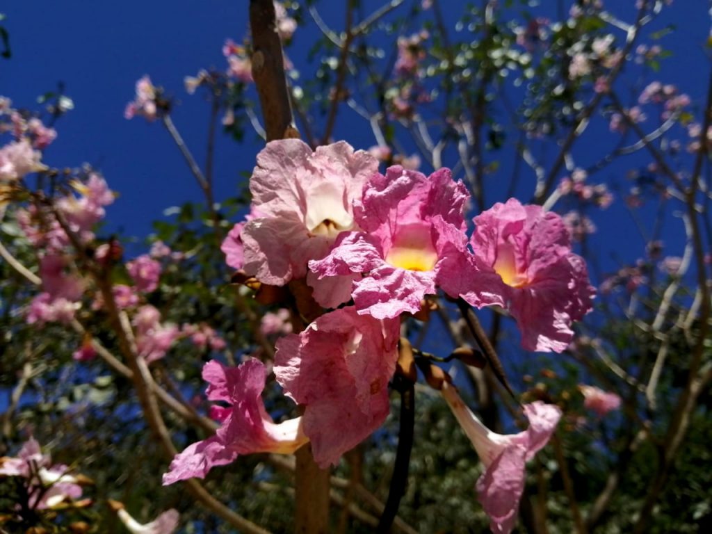 Fotografía de la Flor del Maquilishuat - árbol naciona de El Salvador
