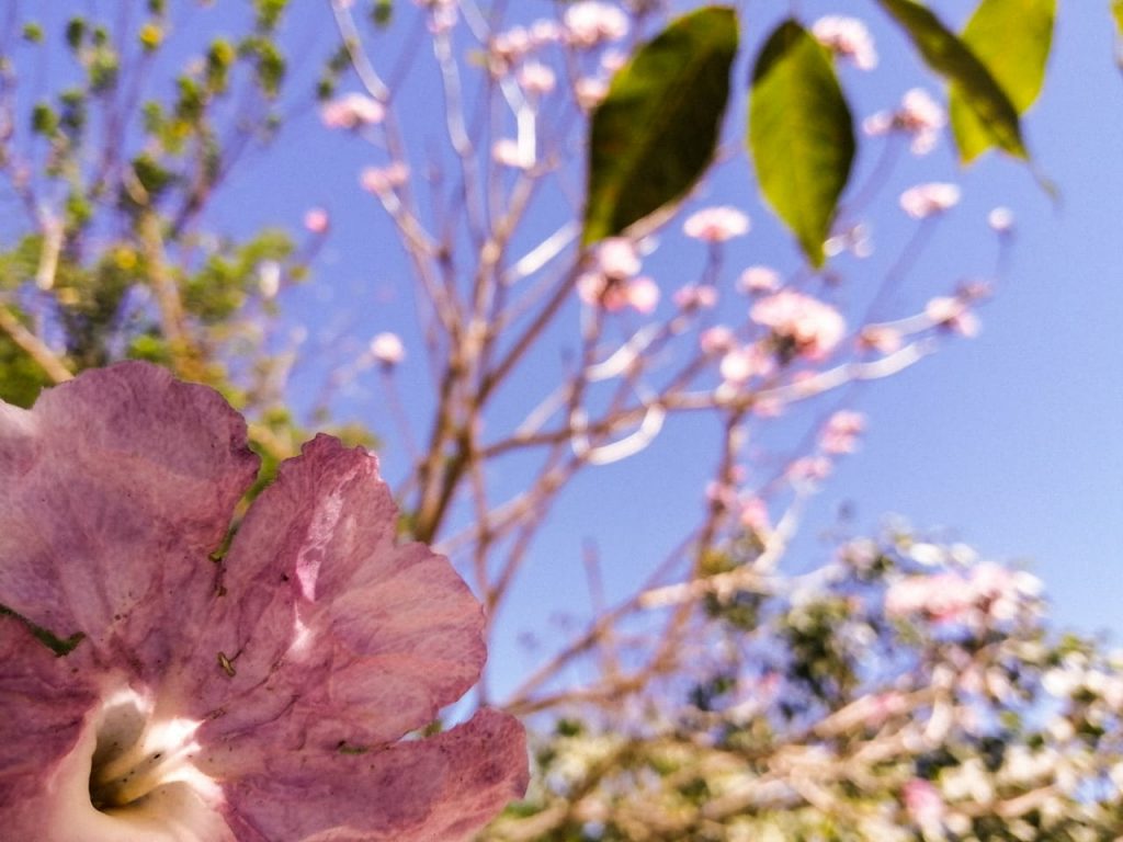 Flor de Maquilishuat - árbol nacional de El Salvador
