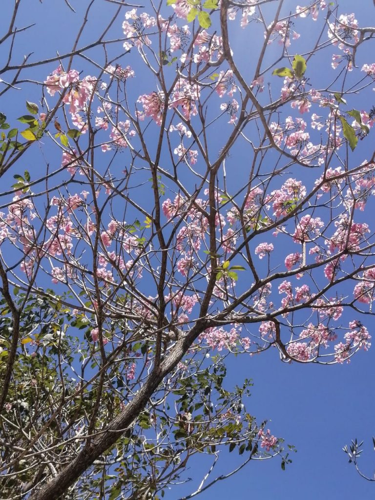 árbol de maquilishuat en El Salvador