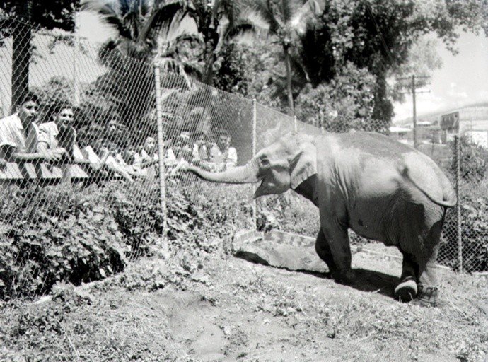 Manyula llegó a El Salvador en junio de 1955. Su arribo al Zoológico fue tres años después de que se creara el parque actual, de acuerdo a registros de la época.  