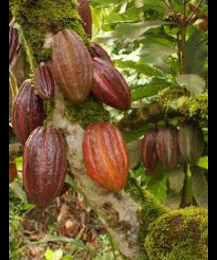 cacao del salvador - árbol de cacao