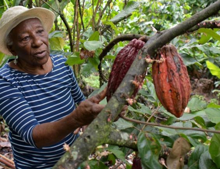 árbol de cacao - mazorca de cacao - productora de chocolate en Nahulingo