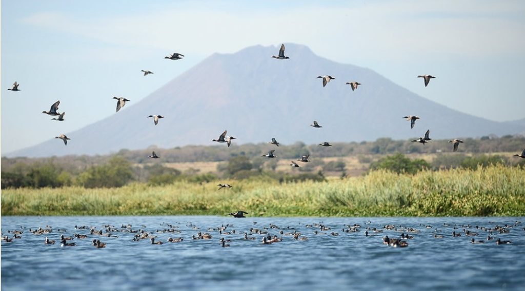 La Laguna El Jocotal es preferida por aves migratorias.
