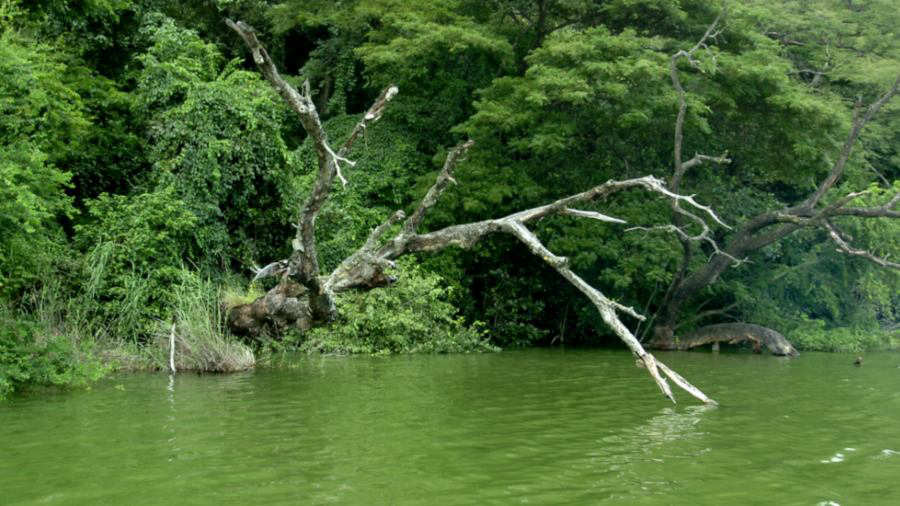 Abundante vegetación y aguas color verde a causa del azufre en la laguna de Aramuaca. 