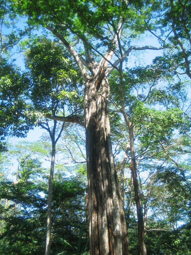 El otro árbol nacional de El Salvador, el Bálsamo.