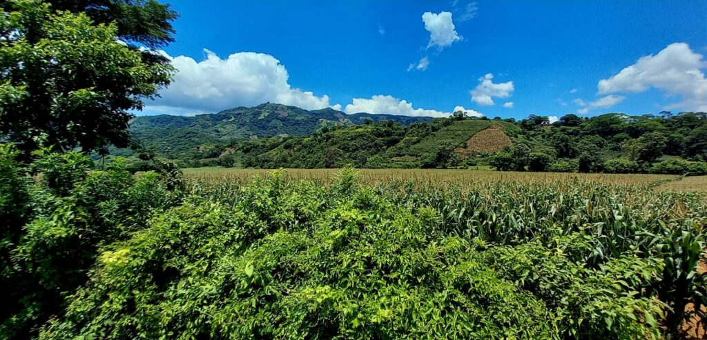 Foto panorámica de los campos donde se produce el loroco en San Lorenzo.