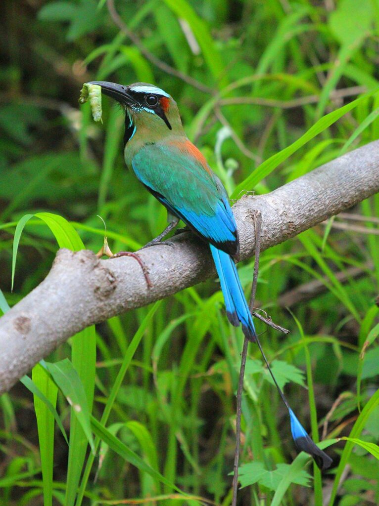 Símbolos Patrios de El Salvador - El Torogoz, el ave nacional de El Salvador.