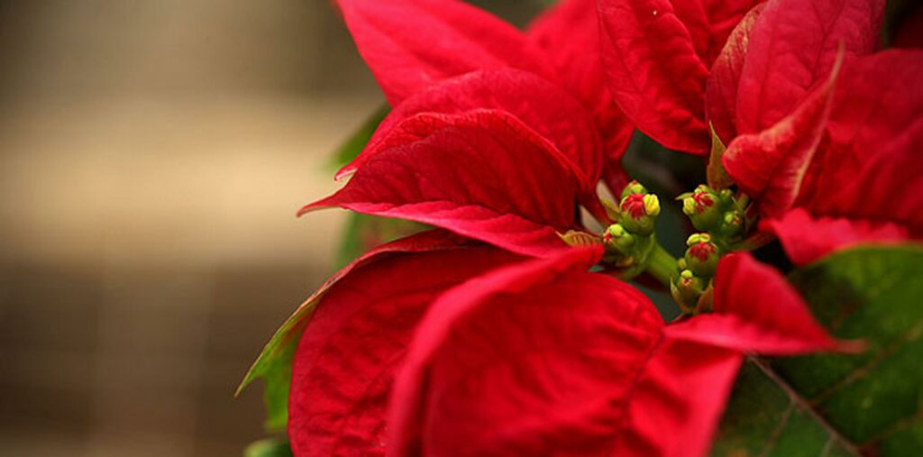 Las pascuas son plantas que tradicionalmente se regalan en navidad.