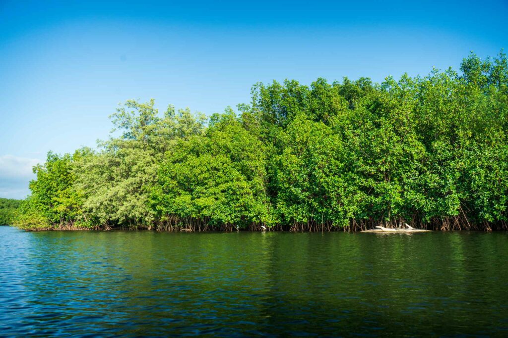 Vistazo a los manglares de la Barra de Santiago.