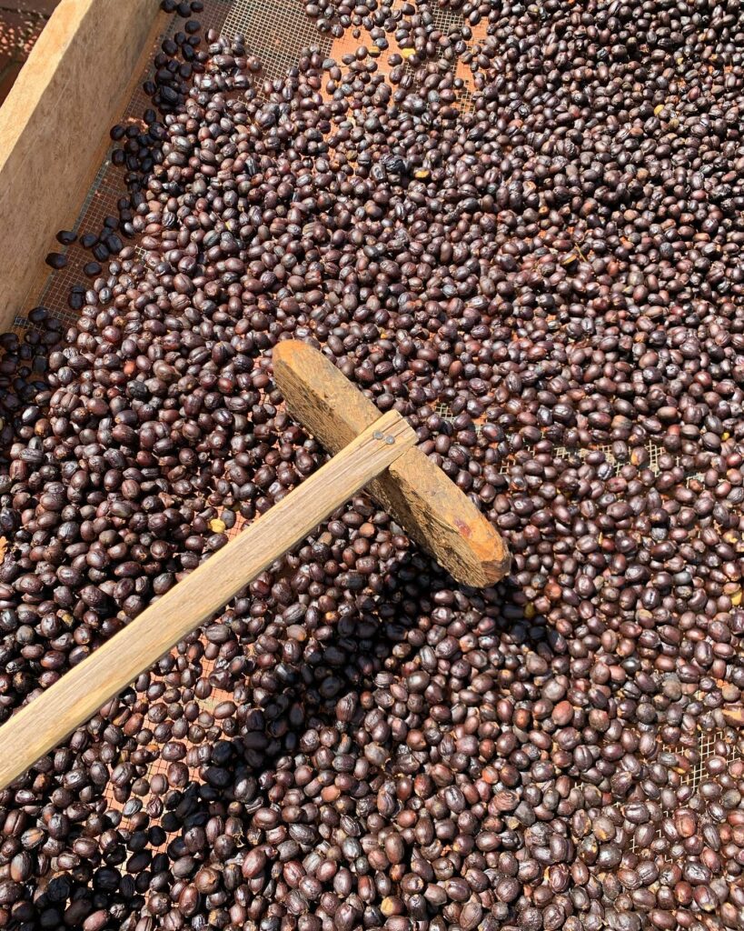 Granos de café cultivados en la finca San Antonio Amatepec.
