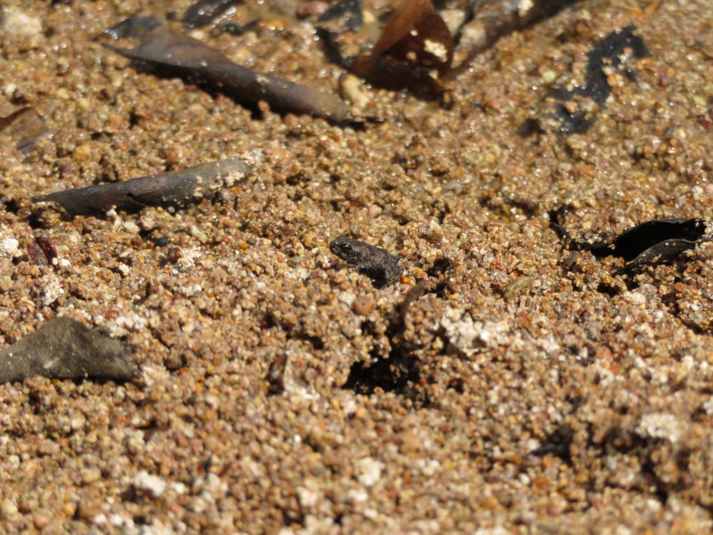 Especie de anfibio encontrada en el río Sapo.